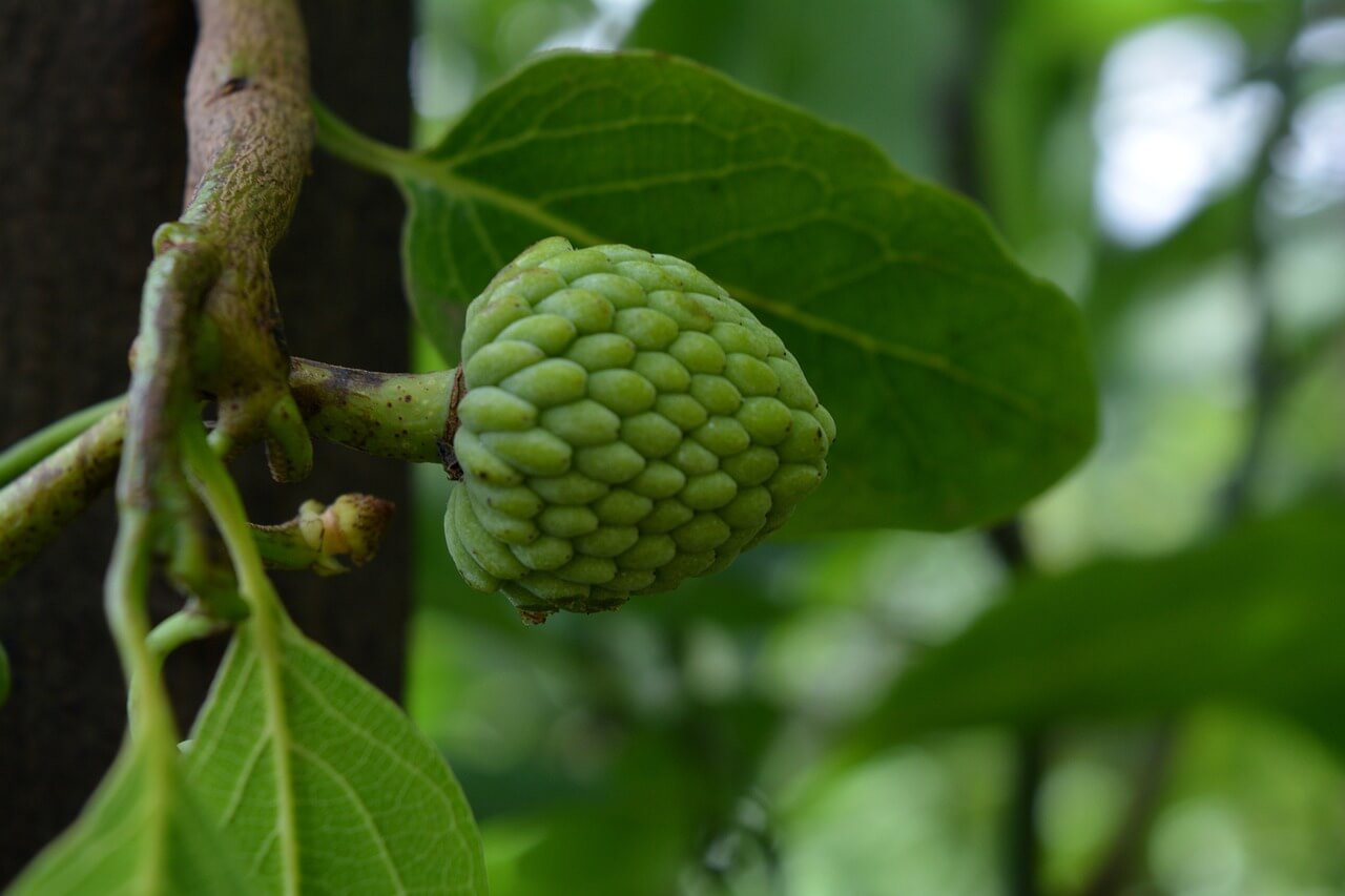 Exotické ovocie. Cherimoya